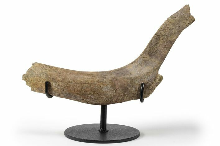 Partial Triceratops Rib with Metal Stand - Wyoming #227729